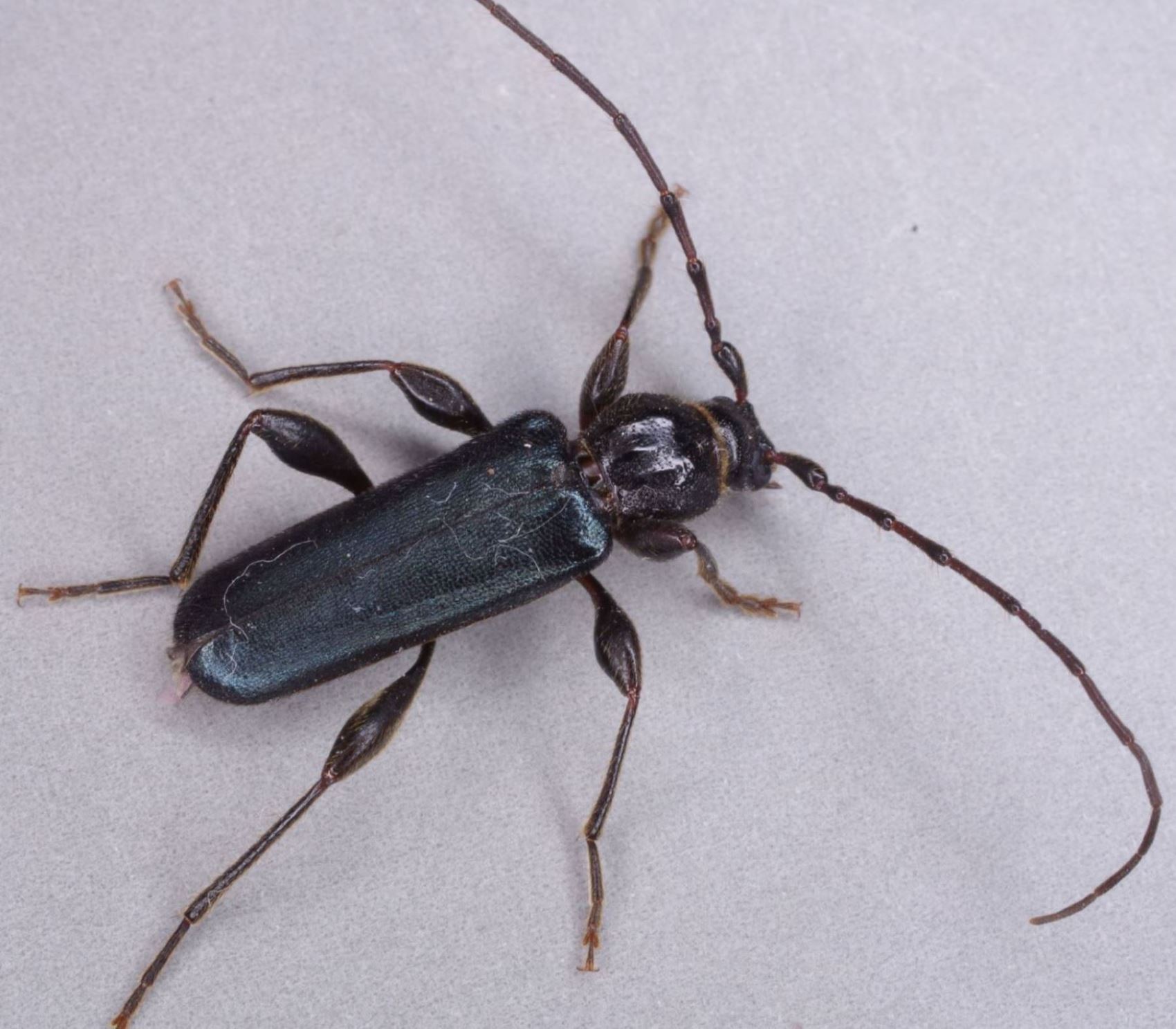Cerambycidae: Phymatodes testaceus